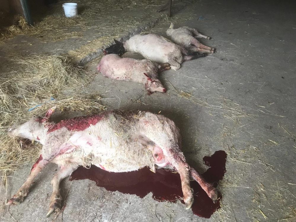Ein toter Strauß in Kleinheringen, mehrere gebissene Schafe in Freyburg - im ersten Fall wird die Tat einem Wolf zugeschrieben, im zweiten - beide passierten im Mai - streunenden Hunden.