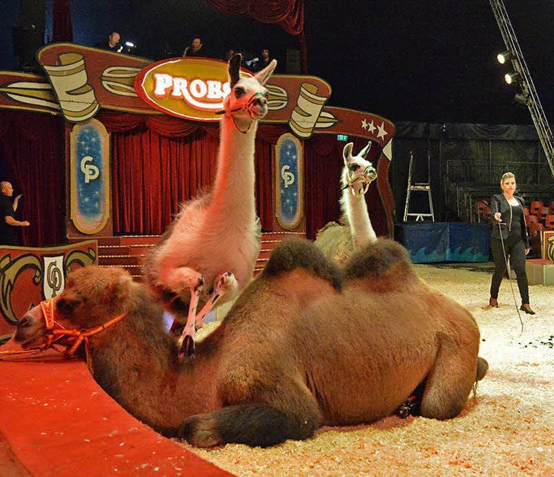 Die gemische Dressur vereint Kamele, Lamas und andere Tiere.