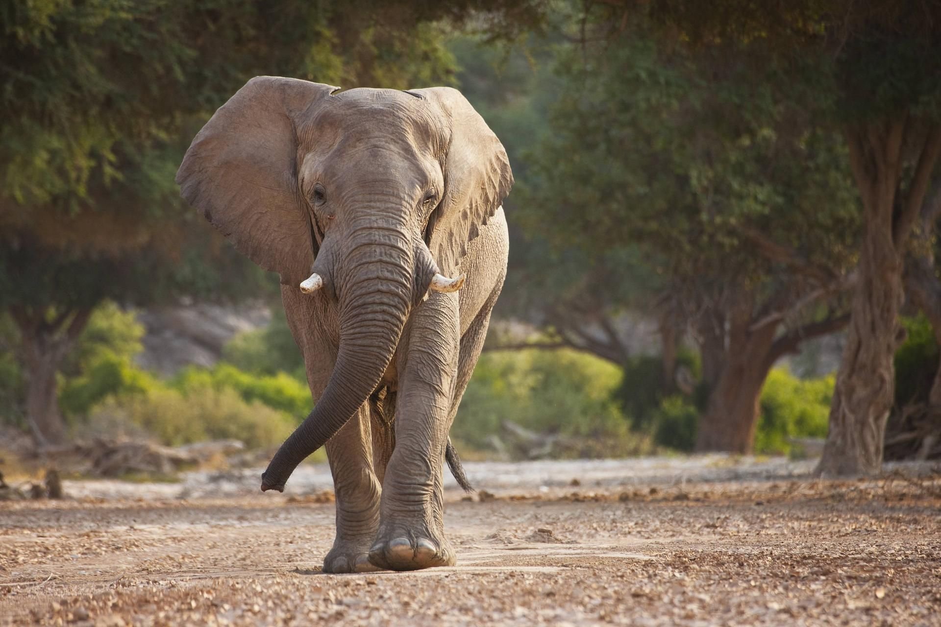 In Thailand hat ein Elefant einen Deutschen angegriffen.