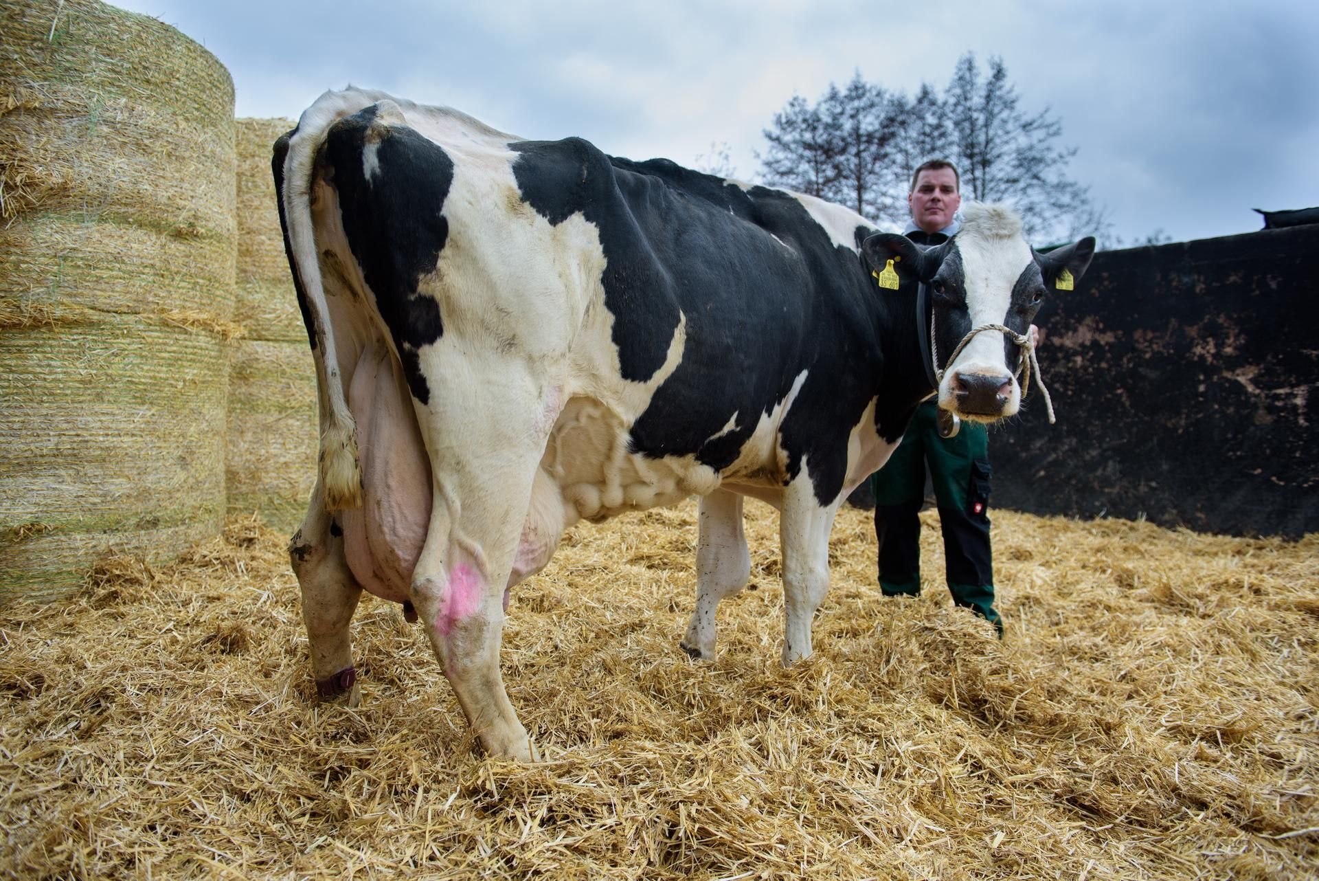 Die Kuh hat in ihrem Leben bisher 130.000 Liter Milch gegeben.