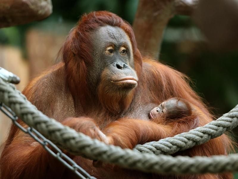 Die Affen-Mama Lea hält ihre Tochter im Arm. Foto: Roland Weihrauch