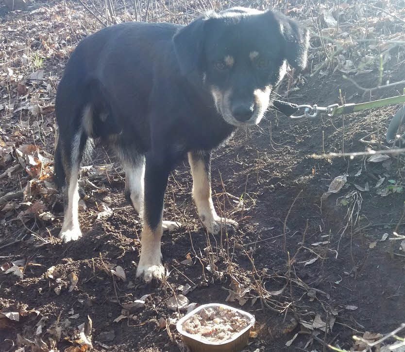 Der Hund war in Merseburg an einen Baum gebunden.