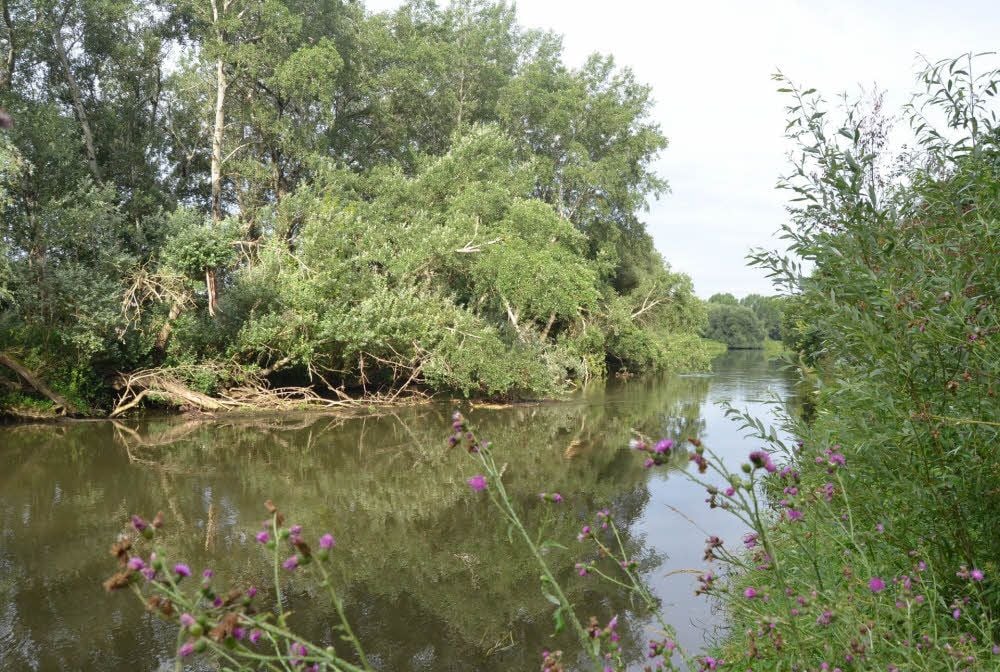 Urwaldfluss am Rande der Großstadt: An dieser Stelle hat es die Weiße Elster nach 245 km gleich geschafft. Noch 50 m und dann mündet sie im Süden von Halle in die Saale.