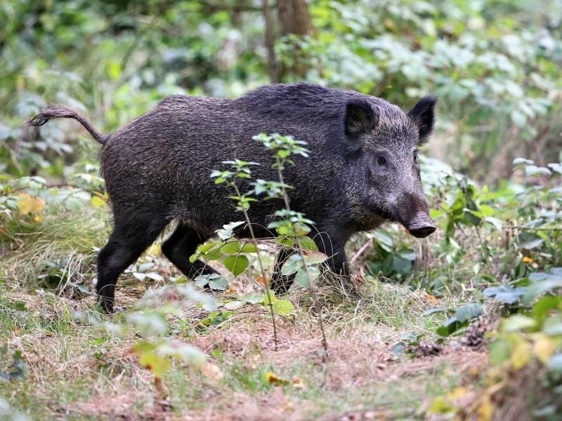 Wer frisches Wildfleisch kauft, sollte auf Farbe und Geruch achten. Foto: Jan Woitas