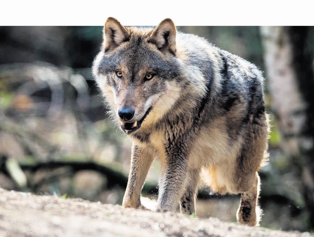 Auf dem Vormarsch: Der Wolf wird auch in deutschen Wäldern wieder heimisch.