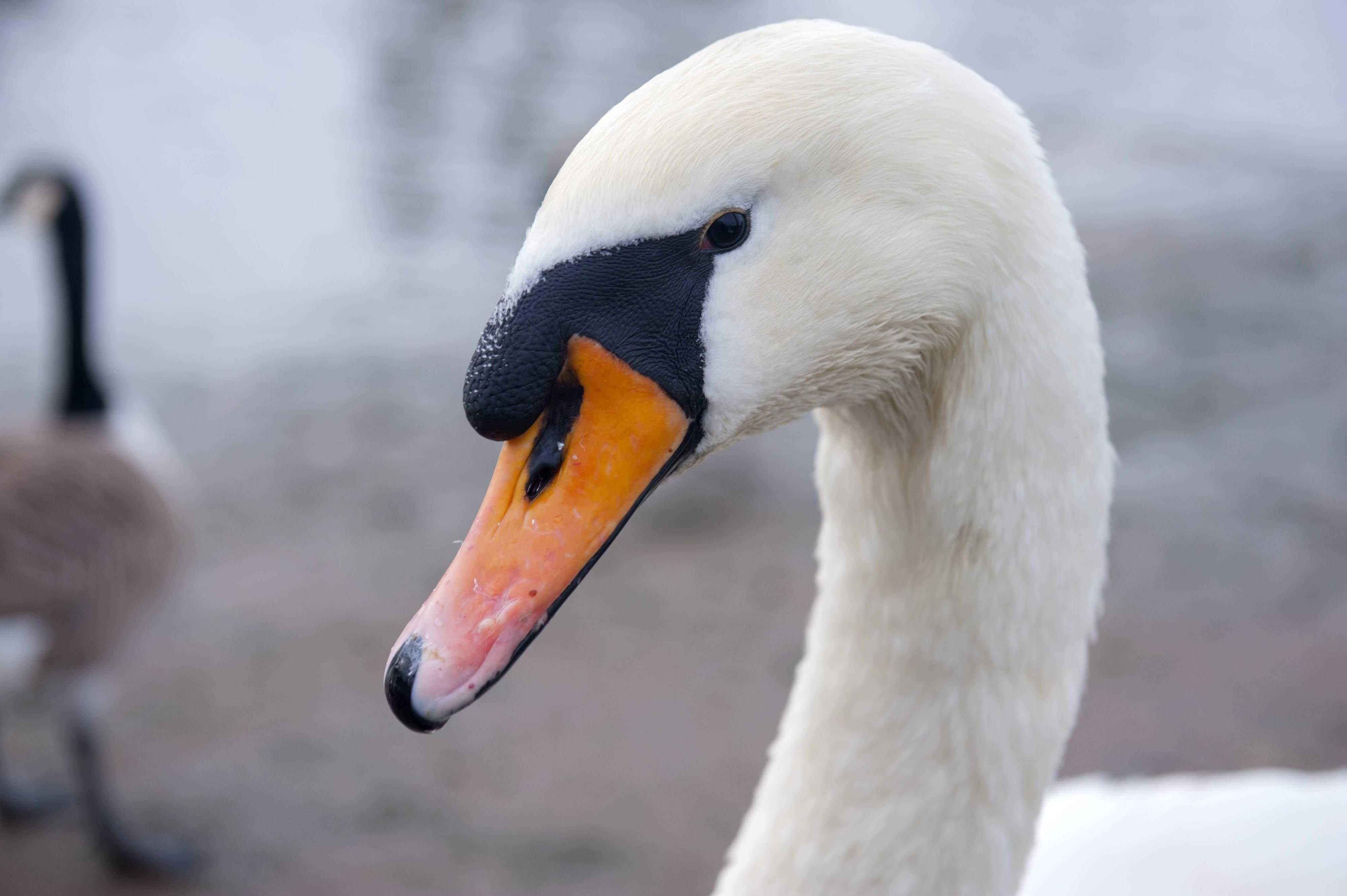 Ein Schwan wurde tot im Tierpark aufgefunden.