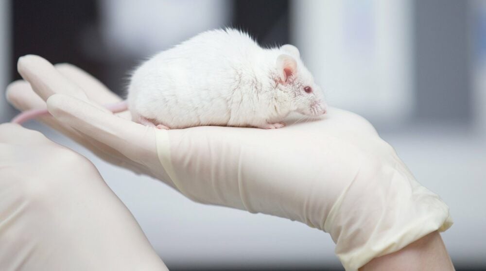 Ratten und Mäuse müssen oft für Versuche herhalten.