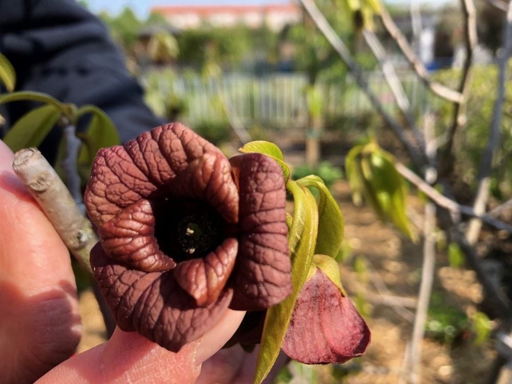 Seit fast zehn Jahren wächst der exotische Baum im Garten von Wolfgang Quirin.