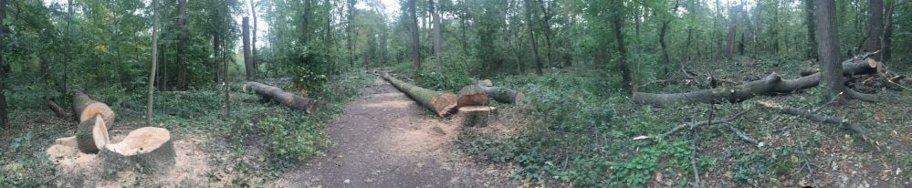 Panoramablick von der „Spinne“ in Richtung Bärteichpromenade/Waldfrieden