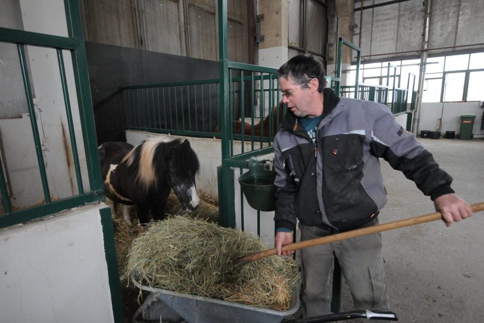 Im Erlebnistierpark Memleben sorgt Tierpfleger Steffen Haferburg für das Shetland-Pony „Rocco“ und versorgt es mit frischem Futter.