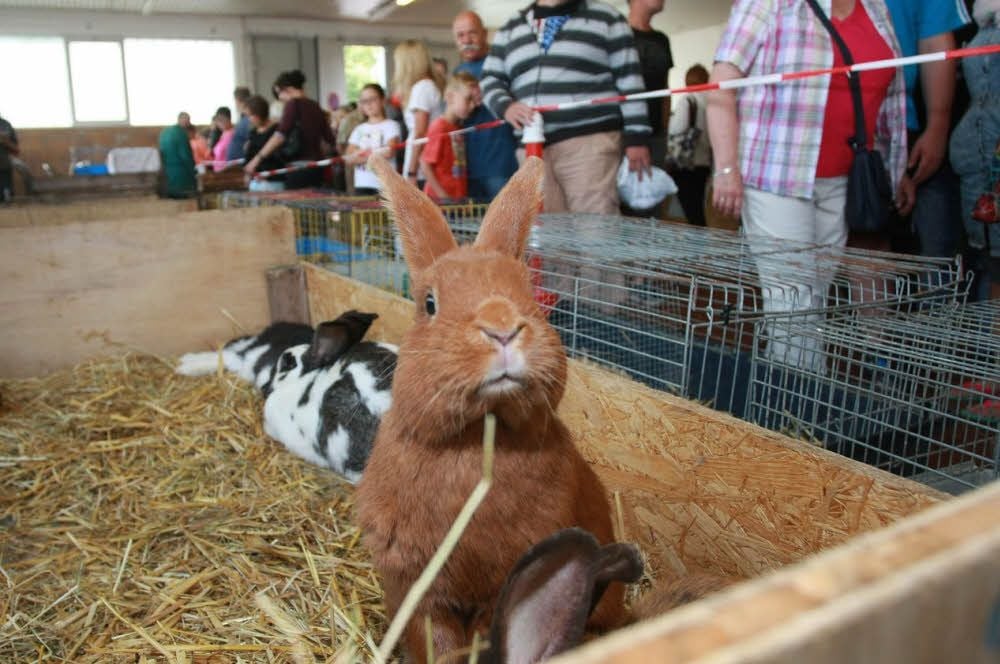 Nur eine vorbeugende Impfung kann die Nager schützen.