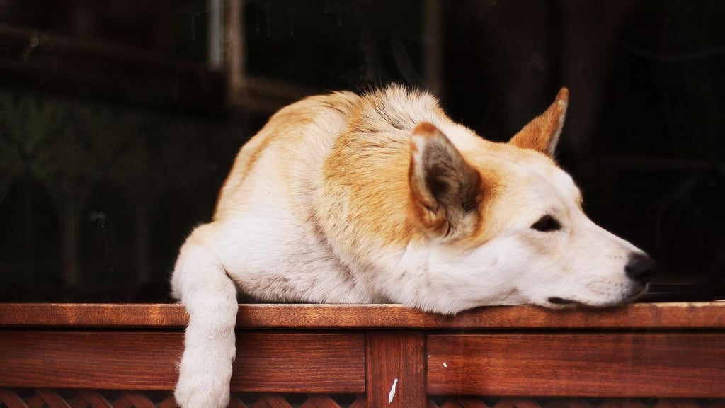 Hecheln, Schnauze lecken Hund Wie kann man Hunde richtig verstehen