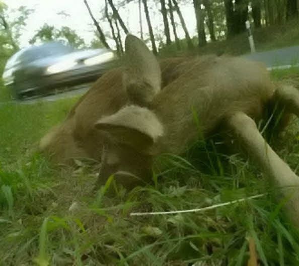 In den meisten Fällen wird das Tier durch die Kollision getötet. Dramatisch wird es, wenn das Wild noch laut klagend auf der Straße liegt oder verletzt vom Unfallort verschwindet.