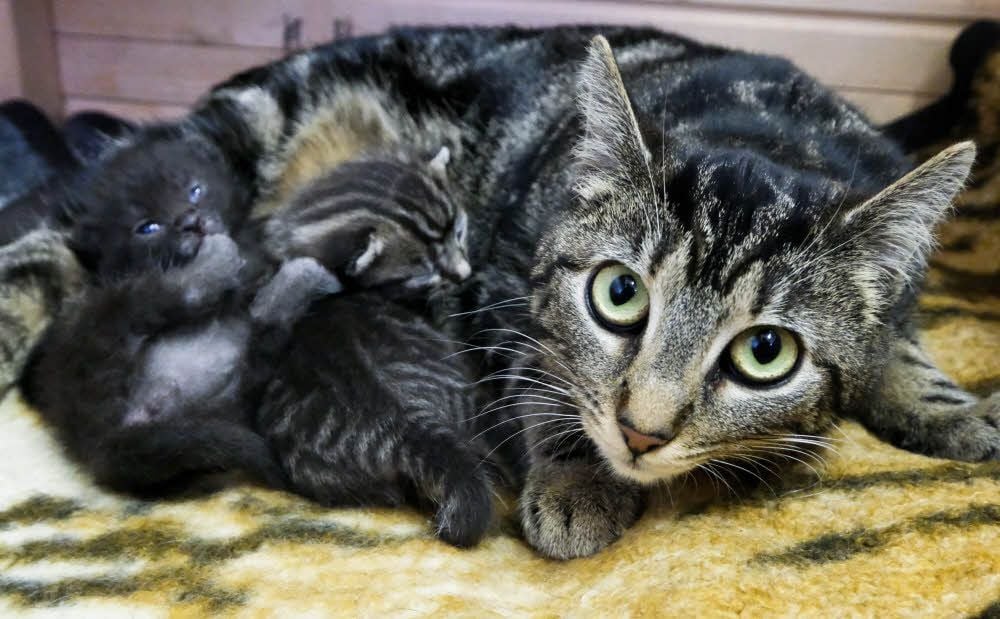 Katzenmutter Kleechen mit ihren zwei Kitten, die der Verein erst vor kurzem aufgenommen hat.