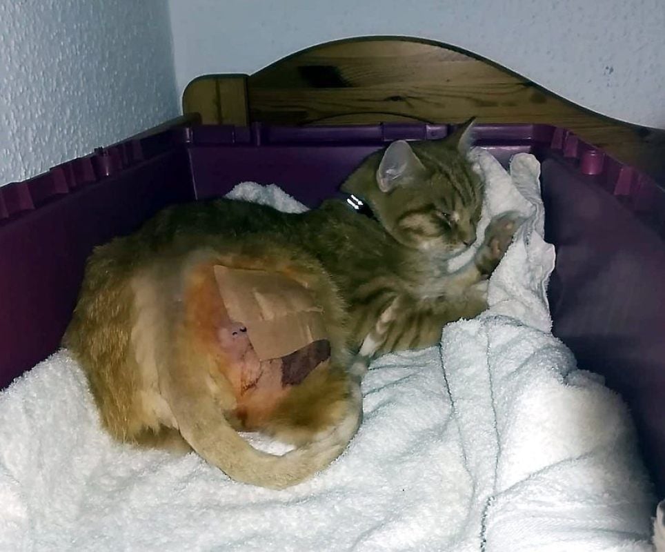 Der verletzte Kater in Theißen: Das rechte Hinterbein war gebrochen, er musste operiert werden.