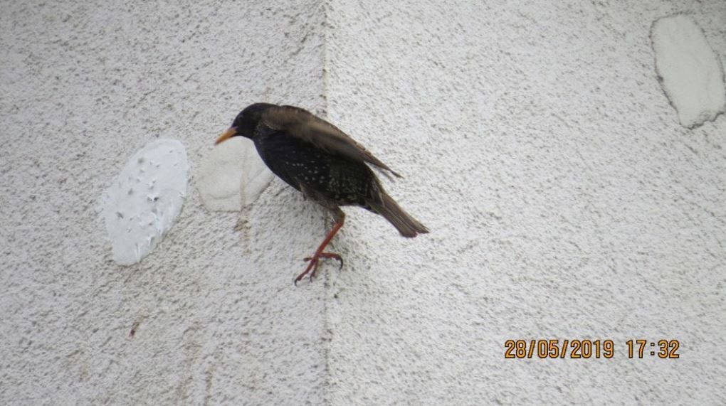 Tiere lebendig eingemauert: NABU Leipzig: Vögel in Hausfassade eingemauert, Tiere tot