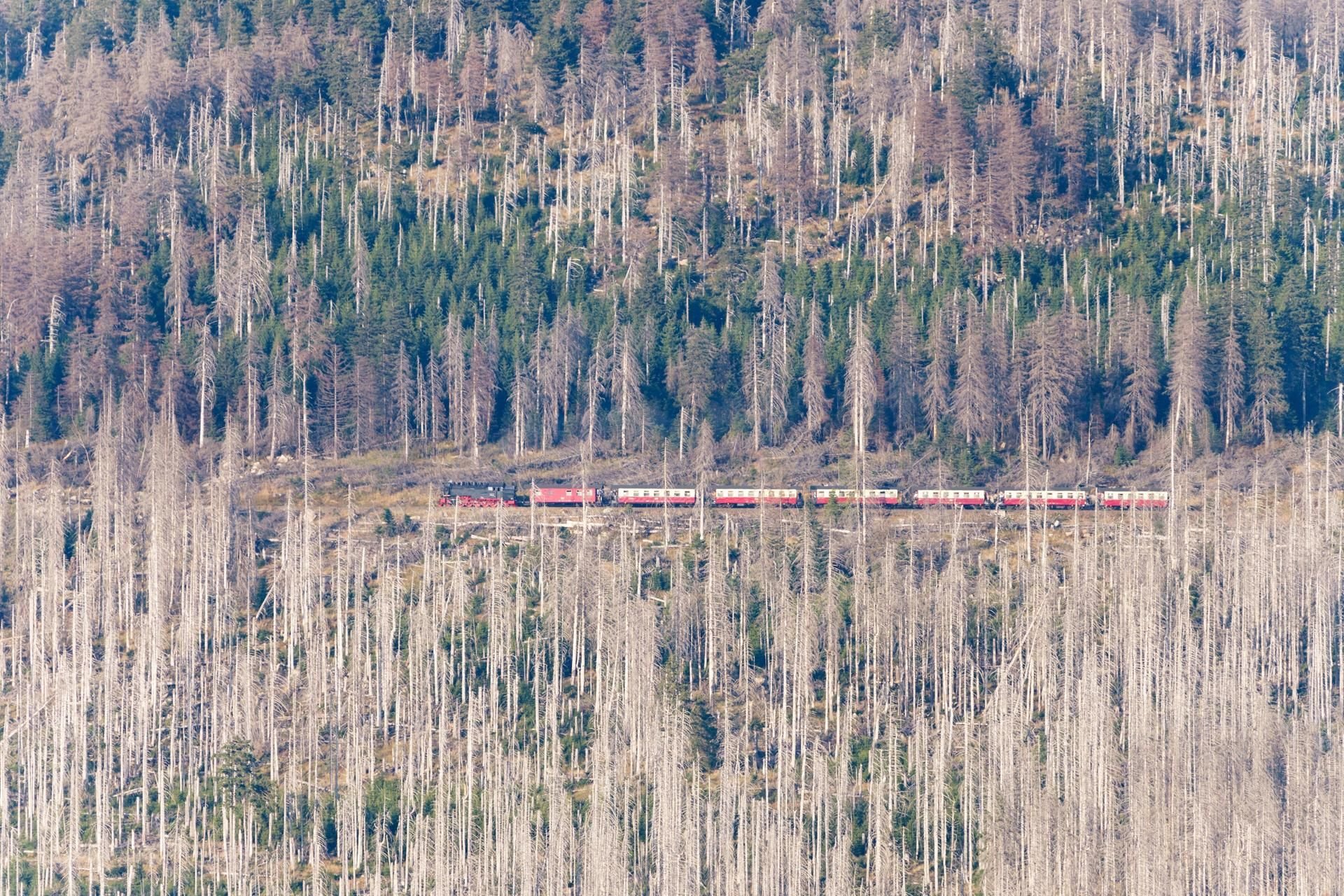 Blick von der Achtermannshöhe im Harz auf zahlreiche abgestorbene Fichten im Nationalpark.