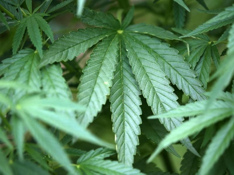 Hanf-Pflanzen (Cannabis) wachsen in einem Garten. Foto: Oliver Berg/dpa