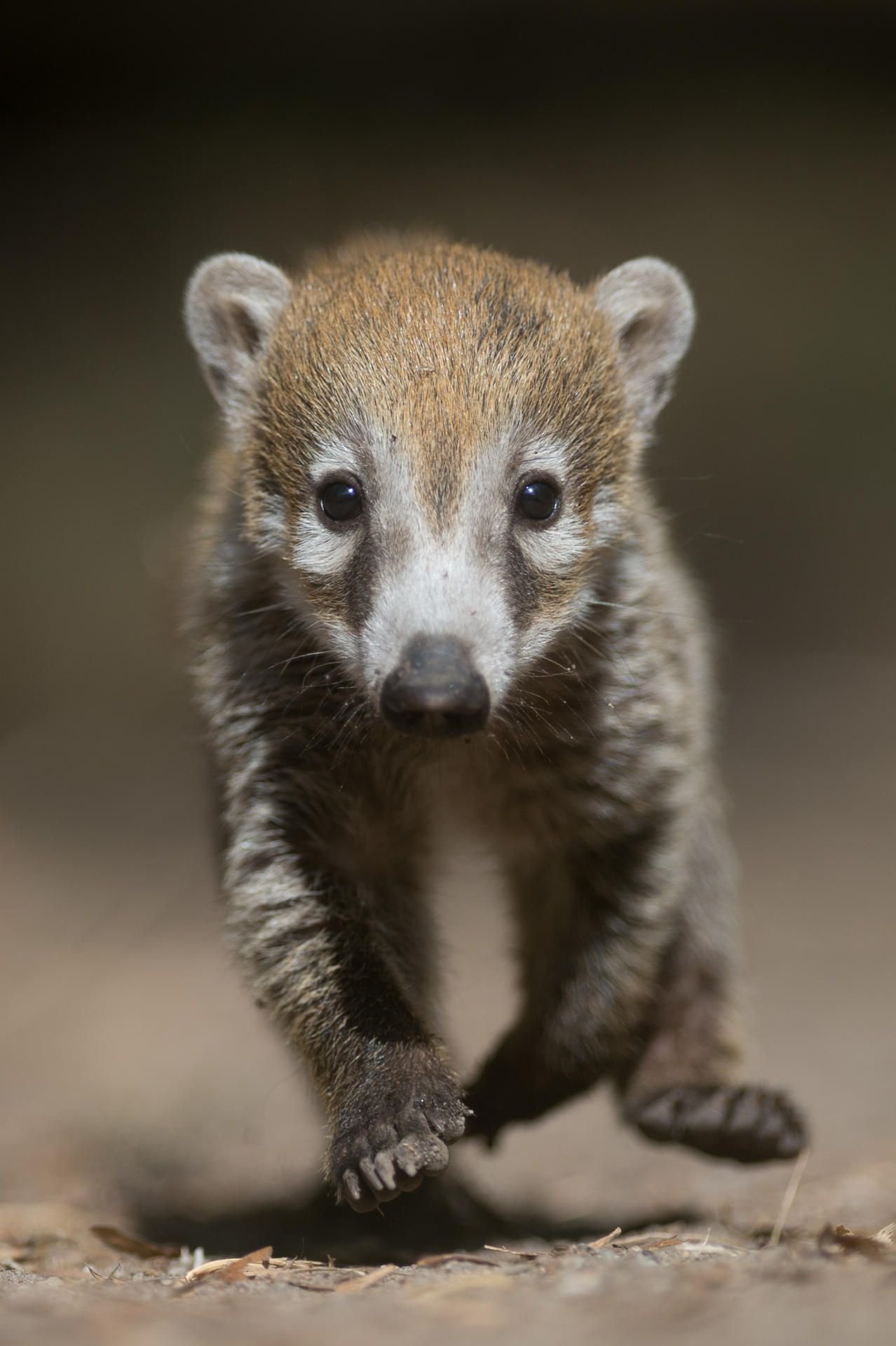 Ein kleiner Nasenbär läuft im Zoo durch das Freigehege.