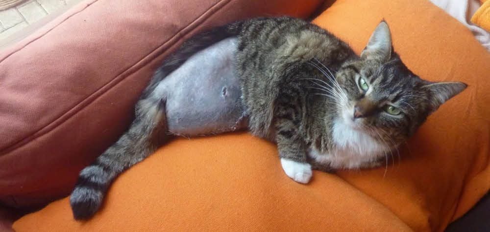 Katze Hedwig hat nur noch drei Beine.