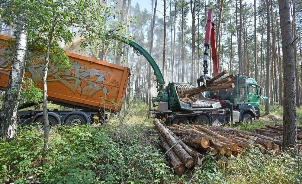 Holz für die Hackschnitzelherstellung gibt es in den Wäldern der Dübener Heide in Hülle und Fülle.