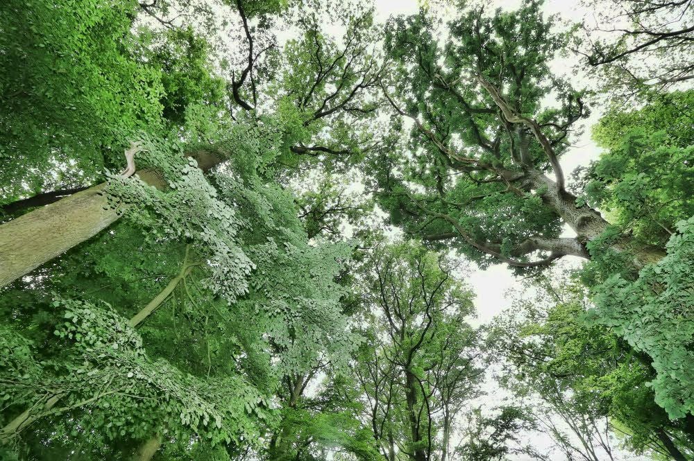 Im Sangerhäuser Friedwald an der Bäumelburg bei Wettelrode werden die Urnen am Fuß der Bäume zur letzten Ruhe gebettet.