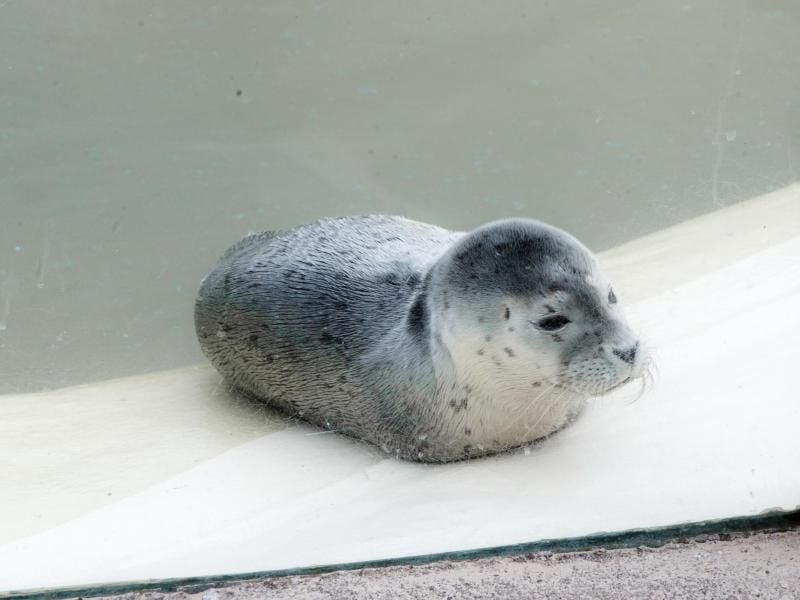 Rund 200 Heuler in der Seehundstation Friedrichskoog. Foto: Markus Scholz