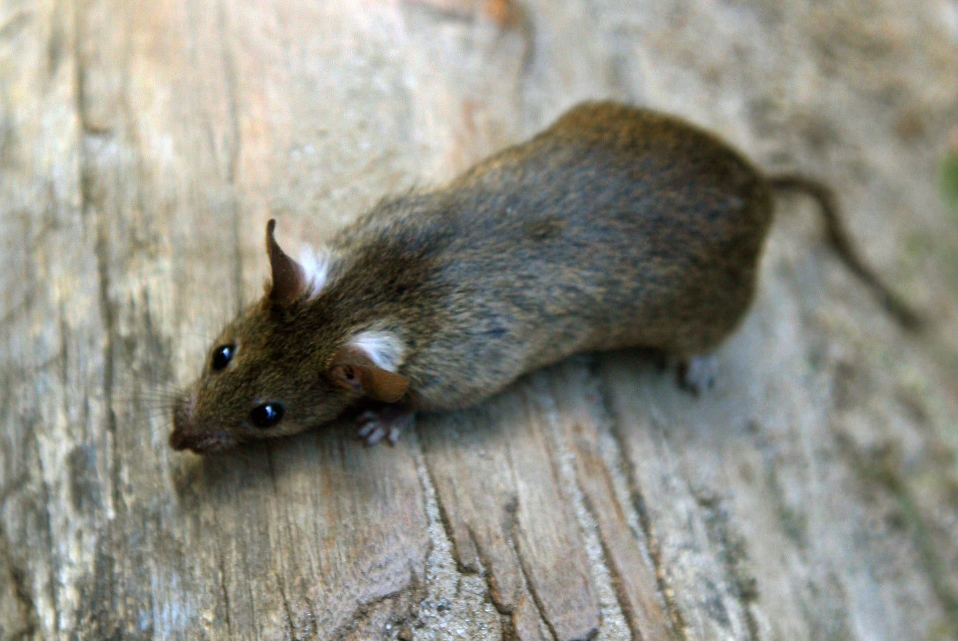 Auf Mallorca verbreitet sich der Ratten-Lungenwurm (Symbolbild).