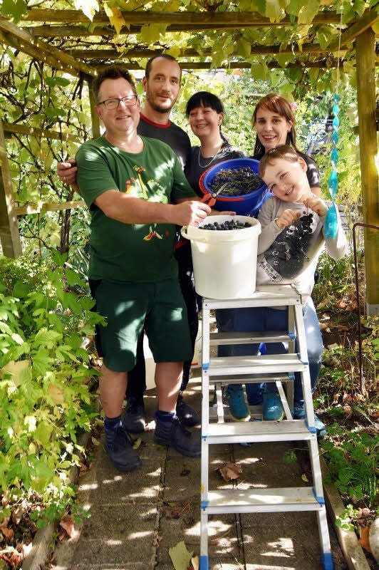 Kai Pröve (l.) erntete mit seinen Freunden Mathias und Susann Paschwitz, Carmen Ludwig und dem fünfjährigen Lennox (von links) Wein in seinem Garten im Fockendorfer Grund.