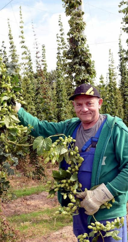 André Krawczyk ist zurzeit im Rehmsdorfer Agrarbetrieb mit der Hopfenernte beschäftigt, hier auf einer Anlage, die im vergangenen Jahr von einem Sturm verwüstet worden ist.