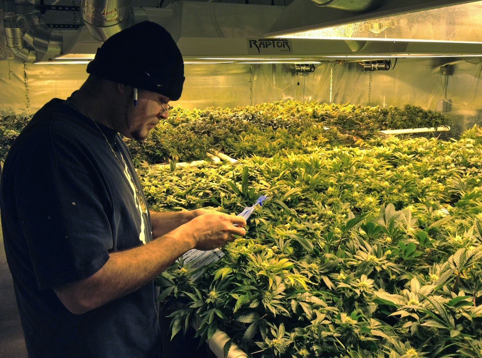 Auch in Kalifornien ist Cannabis als reines Genussmittel erlaubt.
