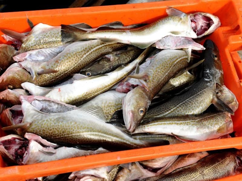 Gefangene Dorsche liegt in einer Kiste. Foto: Stefan Sauer/Archiv