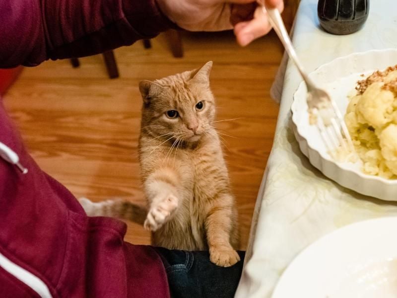 Du kriegst nichts! Wer Katzen vom Esstisch fernhalten möchte, muss ihnen klare Grenzen setzen - und Alternativen bieten. Foto: Markus Scholz/dpa-tmn