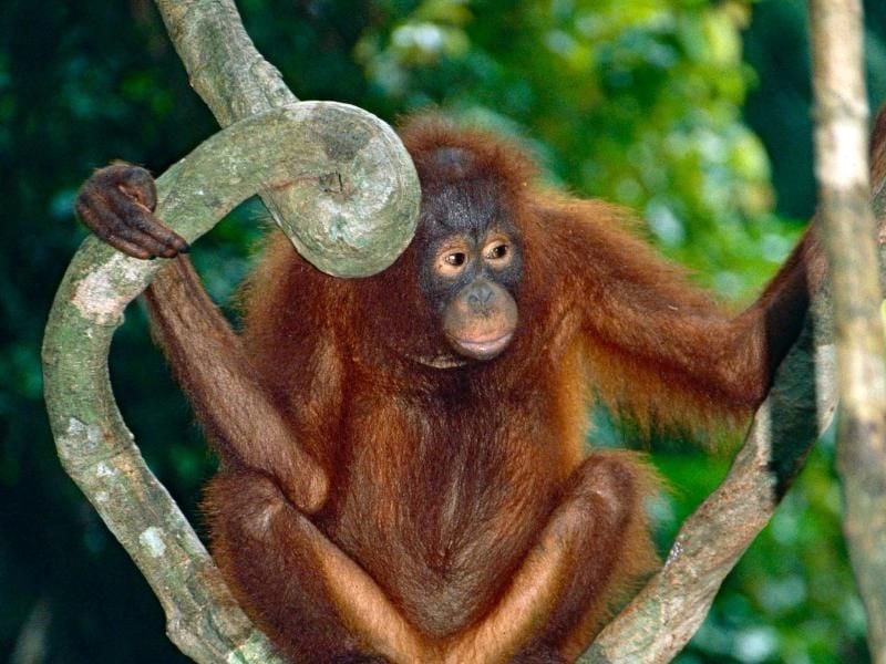 Borneo-Orang-Utans sind vom Aussterben bedroht. Die Art (Pongo pygmaeus) gehört neben dem Sumatra-Orang-Utan zu den Menschenaffen. Foto: Bernard Dupont