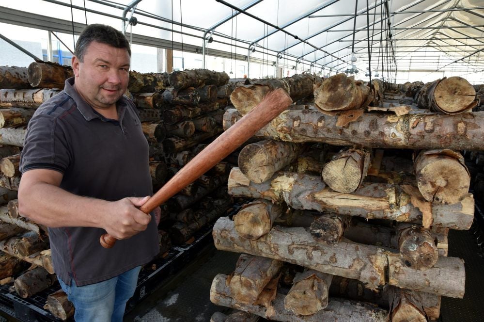 Weckruf: Jörg Blanke klopft mit einer Holzkeule auf die Stämme, um das Wachstum seiner Pilze anzuregen.