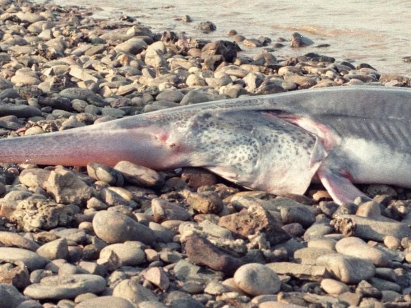 Eines der letzten Exemplare eines Schwertstörs (Psephurus gladius) aus dem chinesischen Jangtse liegt auf einer Uferböschung. Foto: Qiwei Wei/Yangtze River Fisheries Research Institute/dpa