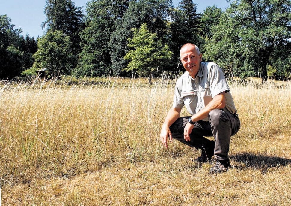 Carsten Brett auf einer Wiese Wiese bei Wernigerode, der Hitze und fehlender Regen schwer zugesetzt haben.