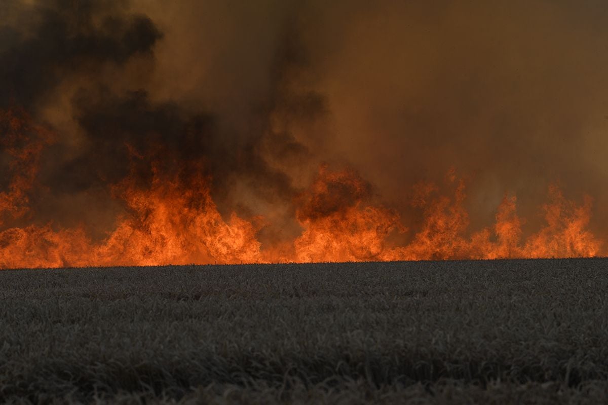 Etwa 80 Hektar Weizen sind durch ein Feuer zwischen Reinstedt und Ermsleben (Landkreis Harz) vernichtet worden. Feuerwehren aus dem Landkreis Harz und dem Salzlandkreis waren vor Ort im Einsatz. Durch den dichten Rauch kam es zu starken Behinderungen.
