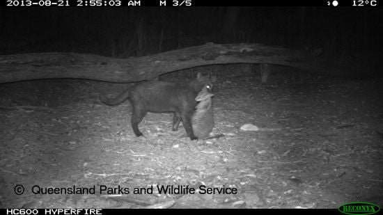 Eine Wildkatze in Queensland mit ihrer Beute: einem Wallaby