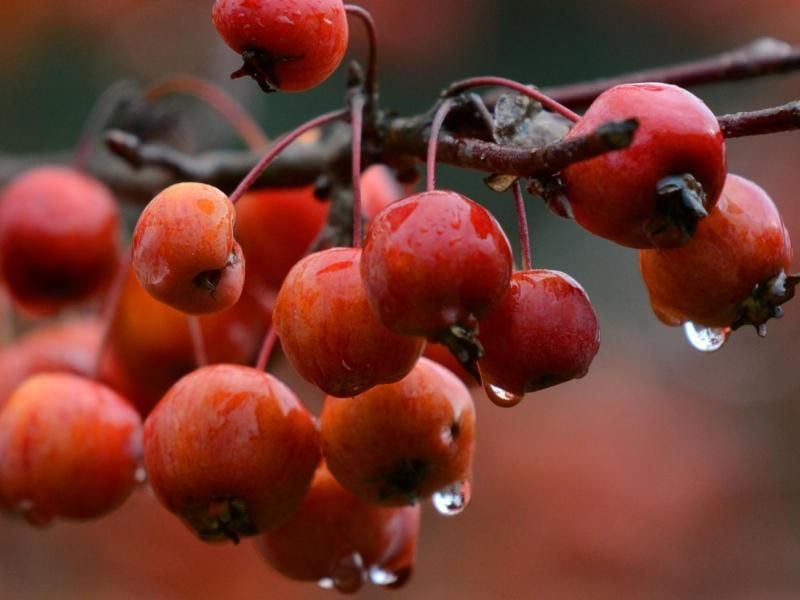 Rote Zieräpfel eignen sich gut für die Dekoration von Kränzen und Wintergestecken. Foto: Horst Ossinger