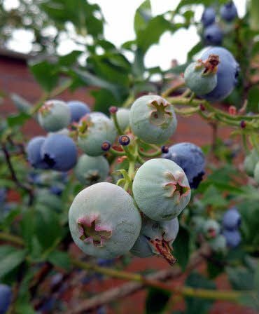 Auch selber zu pflücken, ist auf Voranmeldung möglich. Inzwischen hat Thiele die Plantage auf 500 Pflanzen erweitert, er probiert dabei einige neue, ertragreiche Sorten aus.