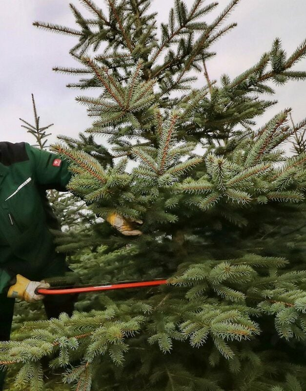 Auch in diesem Jahr werden Weihnachtsbäume zum Selberschlagen angeboten.