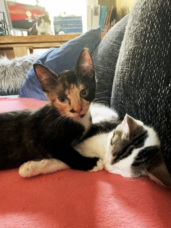 Suse (links) und Woody wohnen derzeit bei Anja Wache und werden von ihr gepflegt.