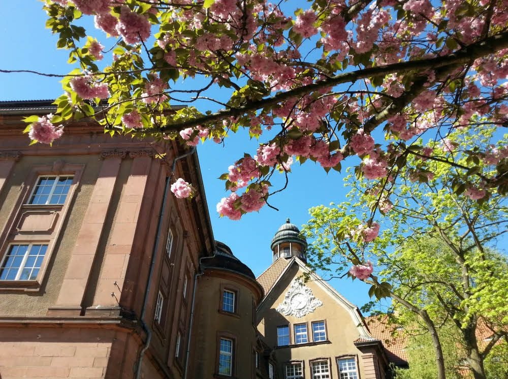 Die Japanische Blütenkirsche ist ein Blickfang.