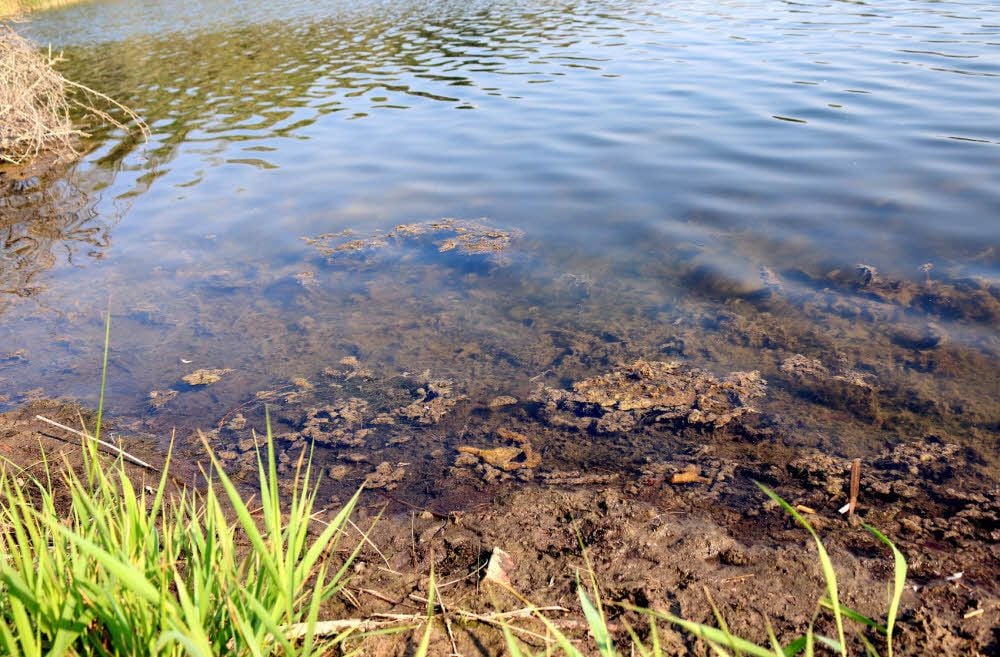 Die abgestorbenen Wasserpflanzen verfaulen am Ufer.