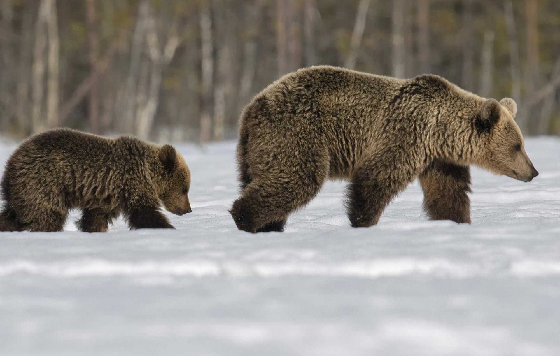 Braunbären in Finnland (Symbolbild)
