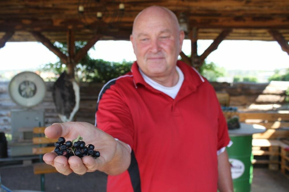 Mario Hoppstock zeigt die Aronia-Beeren, die er auf seiner Plantage in Halle anbaut.