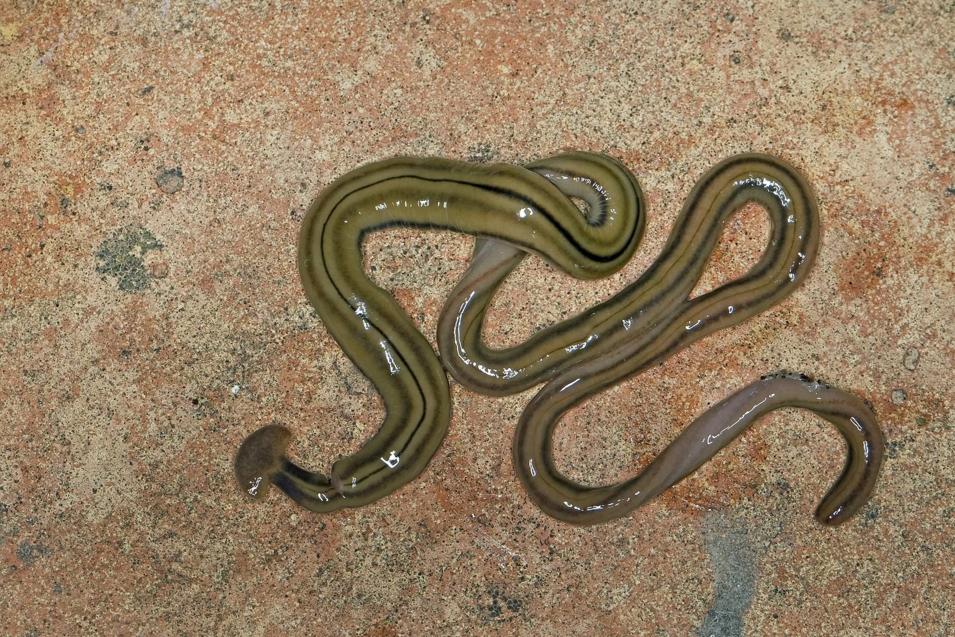 Hammerkopfwürmer ernähren sich bevorzugt von Regenwürmern.