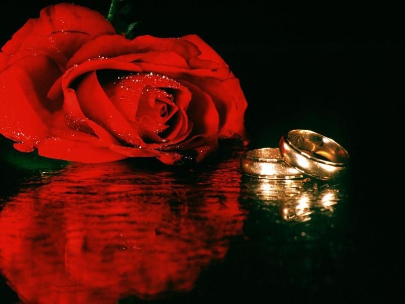 Zwei sich spiegelnde goldene Eheringe liegen neben einer roten Rose. Foto: Fotoreport/dpa/Symbolbild