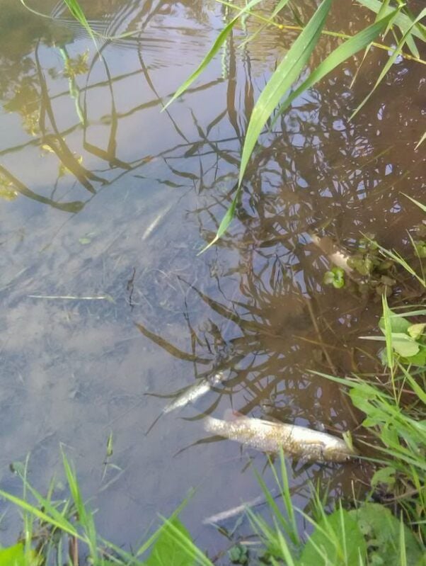 Verendete Fische treiben im Wasser der Wethau.
